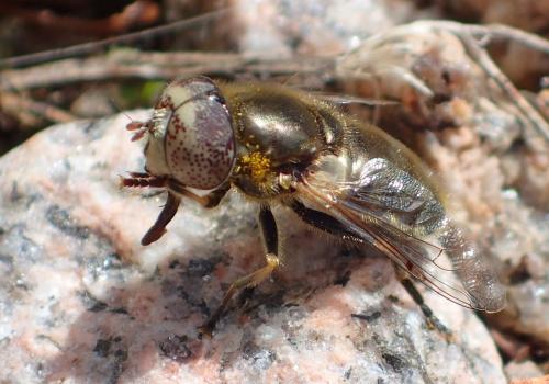 Réf. 226 745 : Eristalinus aeneus